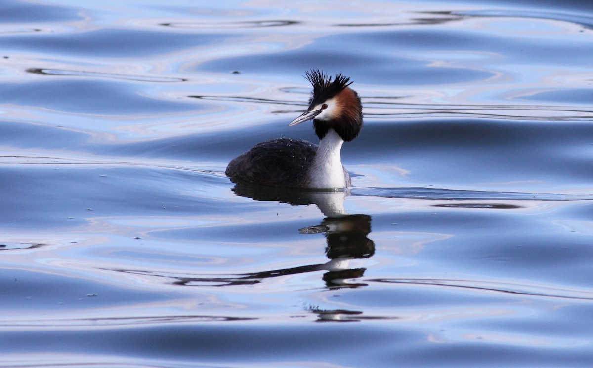 Great Crested Grebe - ML147480231