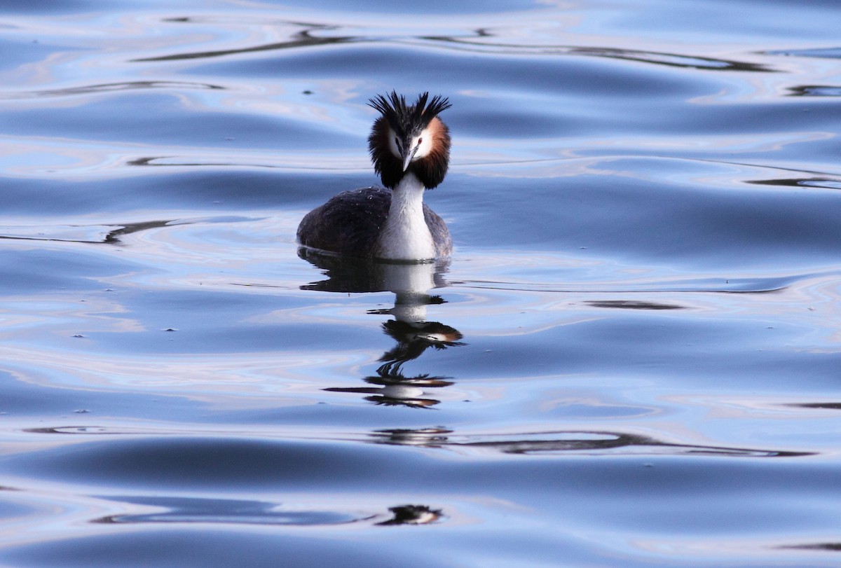 Great Crested Grebe - ML147480351