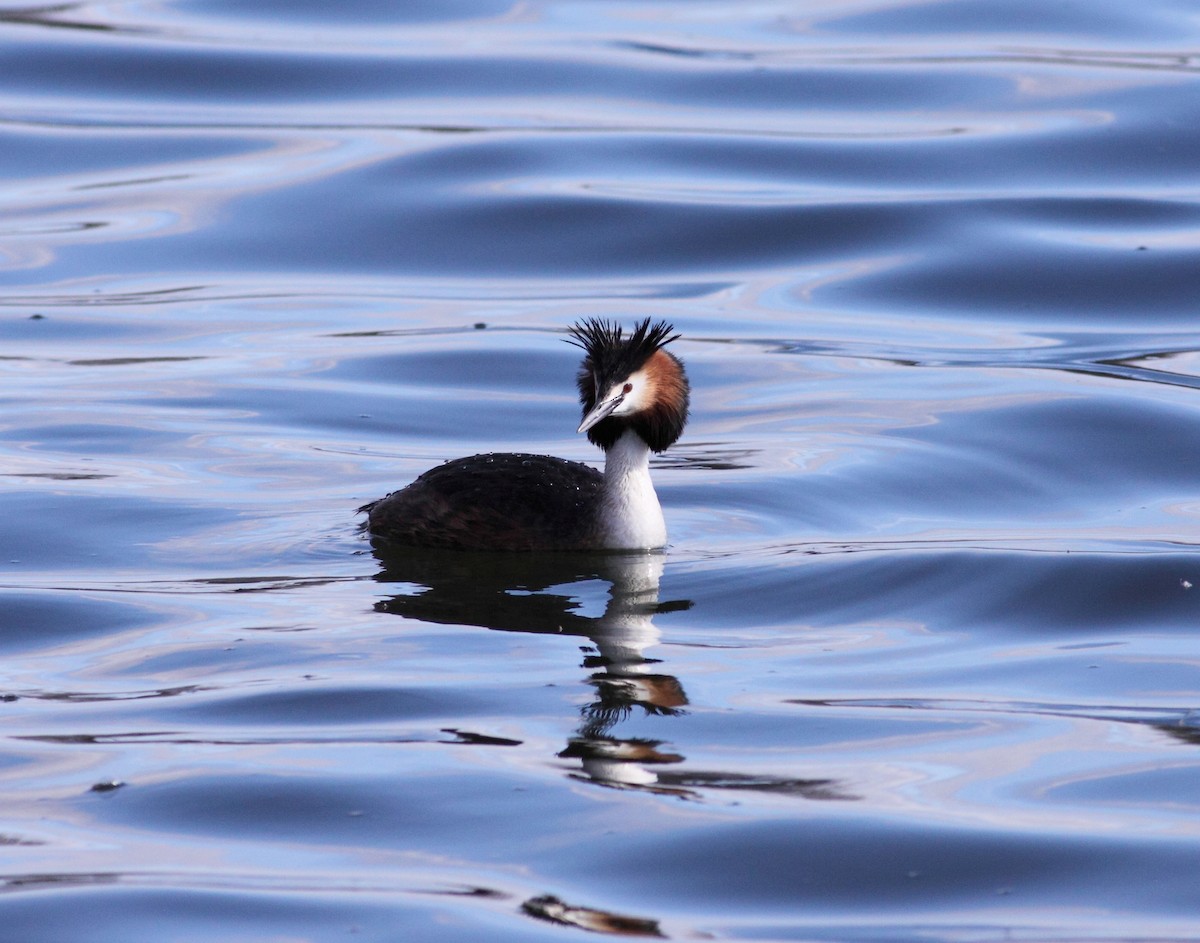 Great Crested Grebe - ML147480451