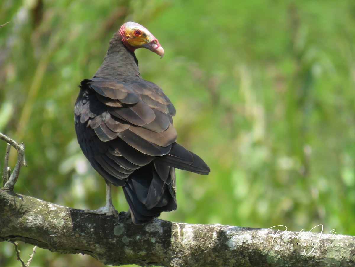 Lesser Yellow-headed Vulture - Rolando Jordan