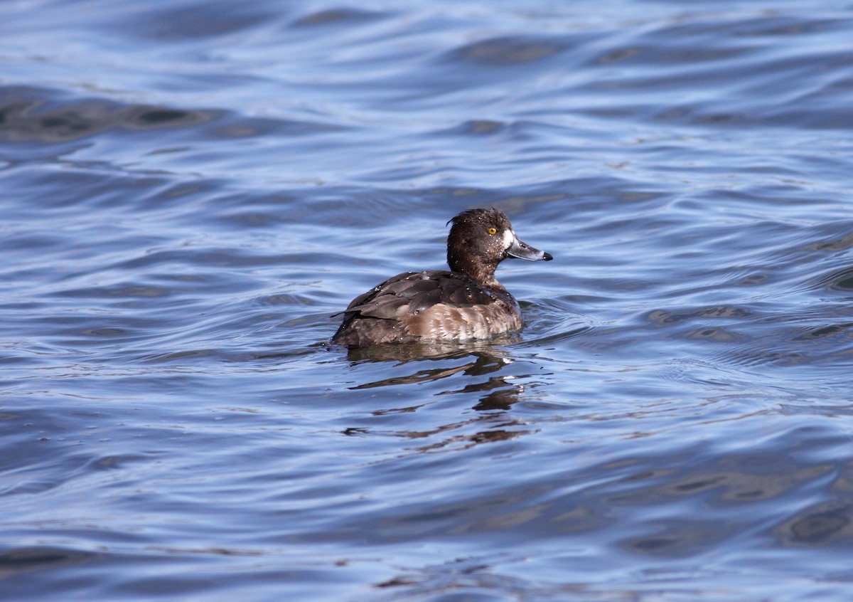 Tufted Duck - ML147482031