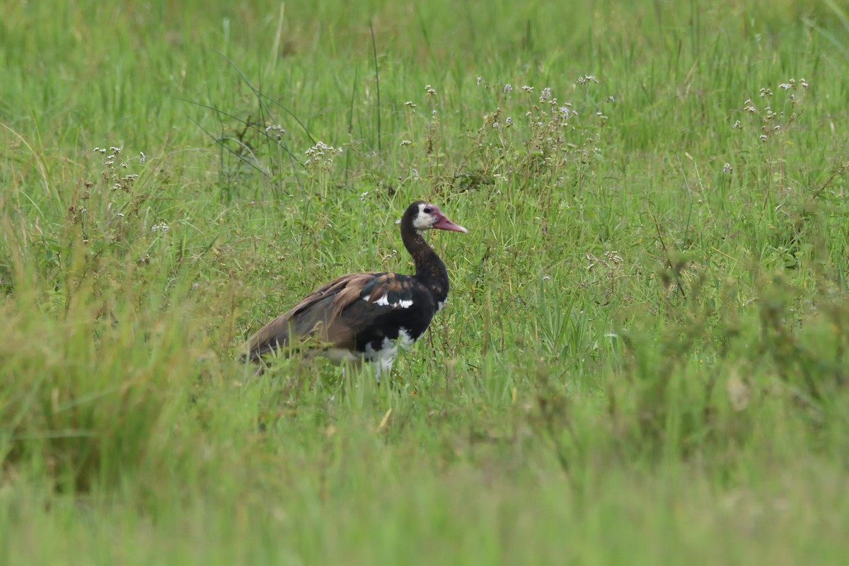Spur-winged Goose - ML147483861