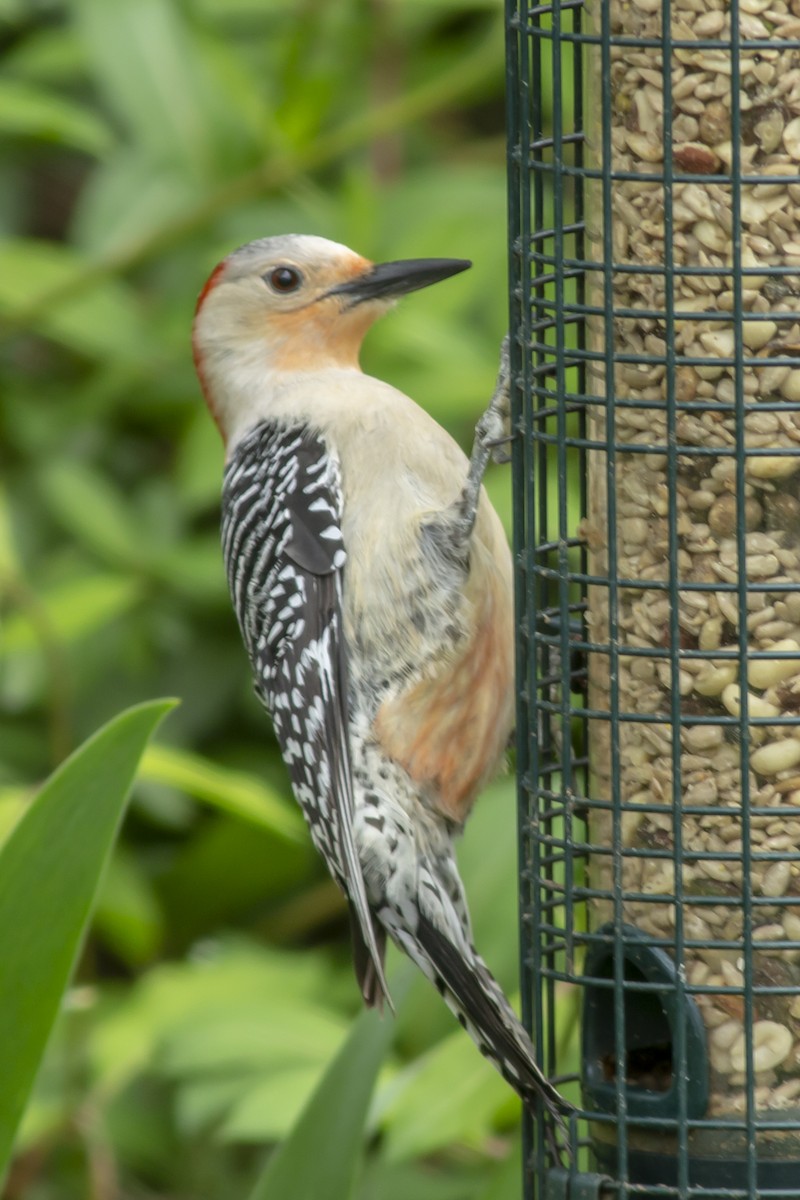 Red-bellied Woodpecker - ML147484801