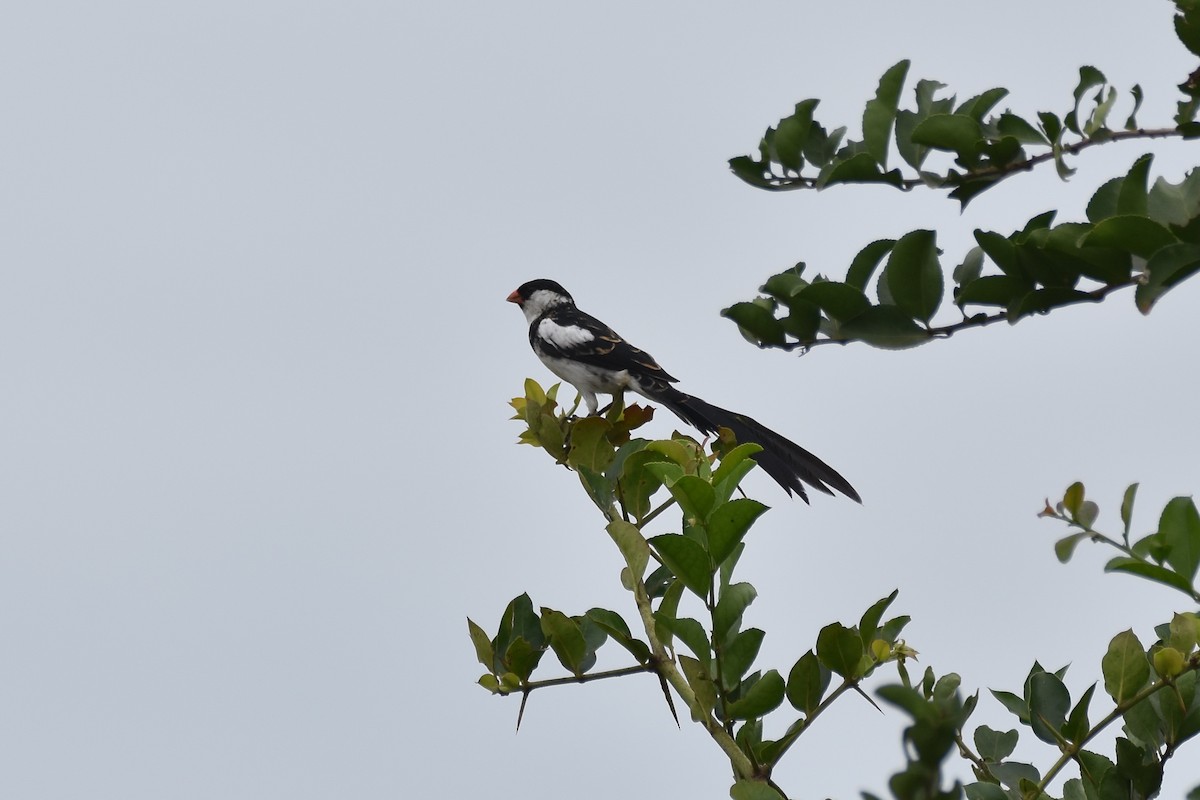 Pin-tailed Whydah - ML147485191