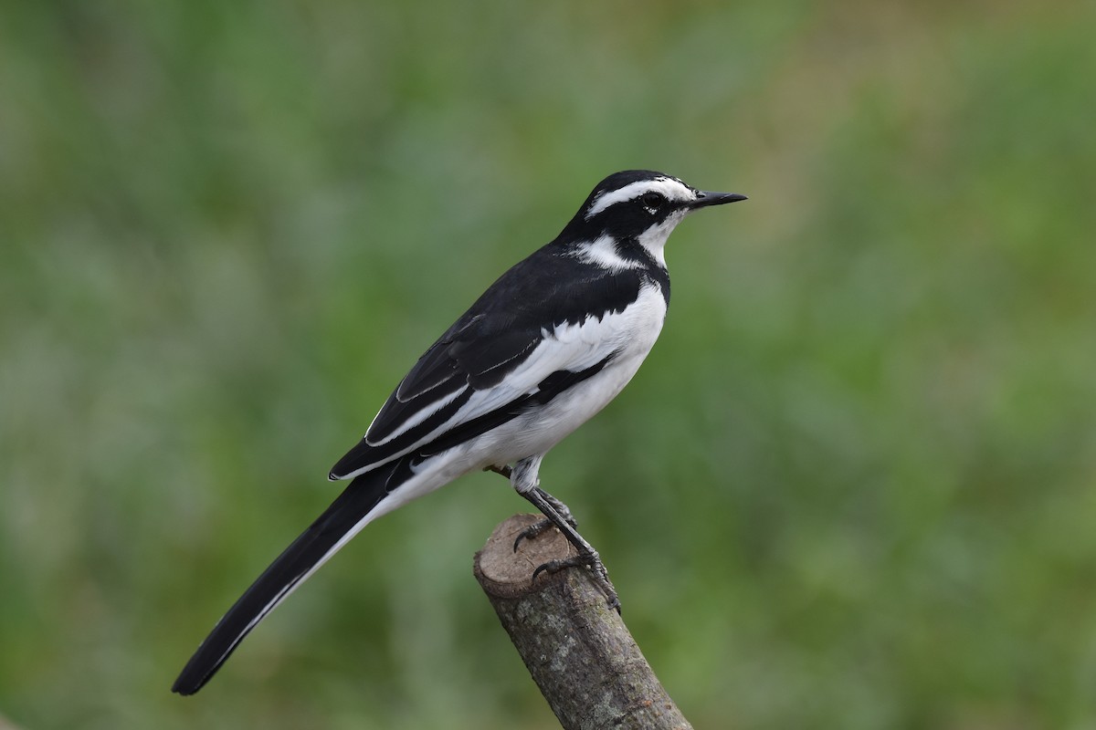 African Pied Wagtail - ML147485661