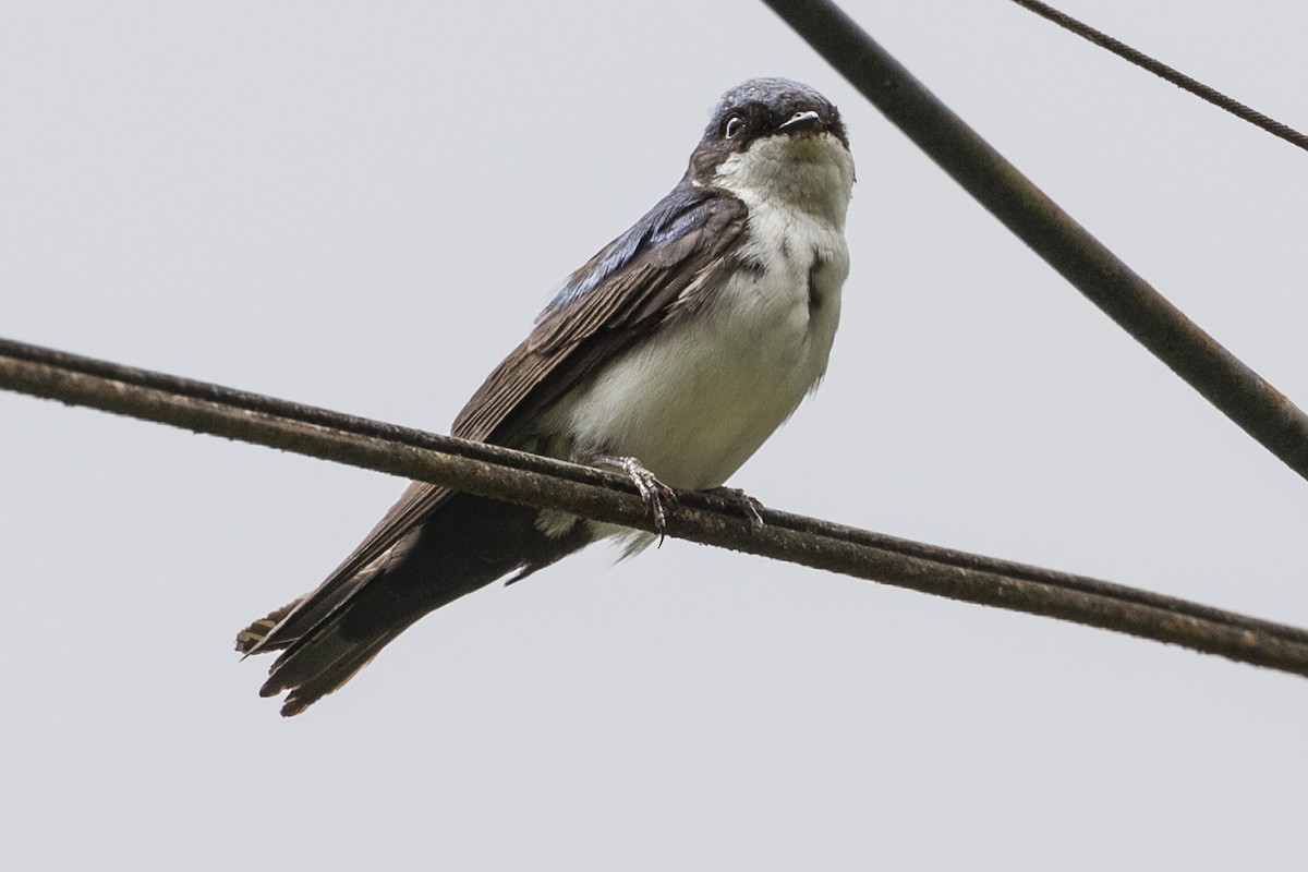 Blue-and-white Swallow - ML147487581