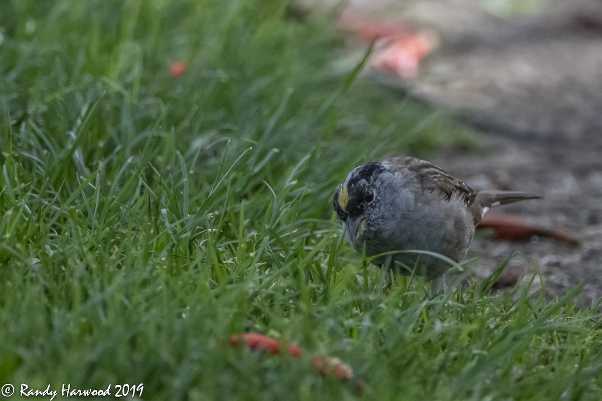 Golden-crowned Sparrow - Randy Harwood