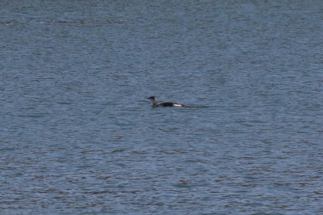 Red-throated Loon - ML147490851