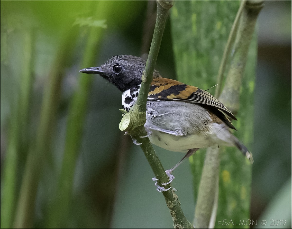 Spotted Antbird - Frank Salmon