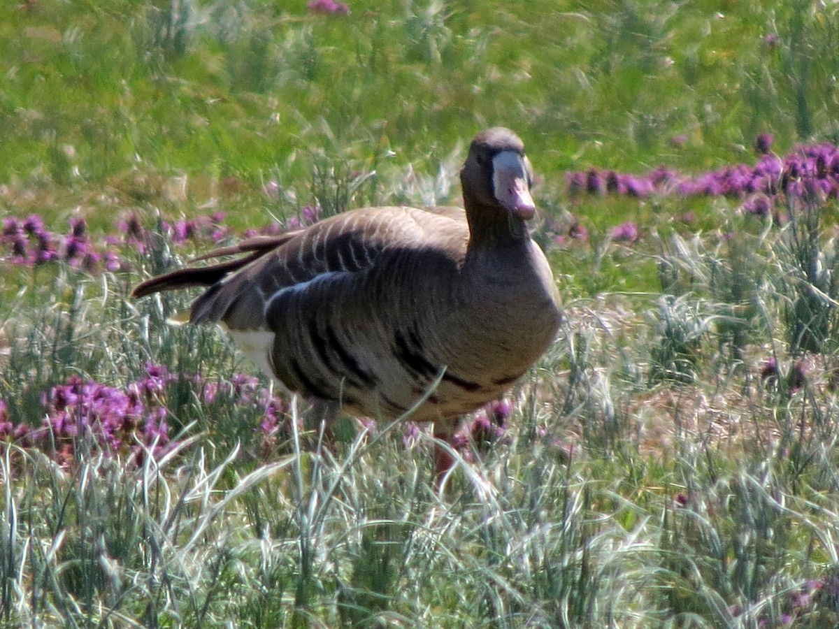 Greater White-fronted Goose - ML147492711