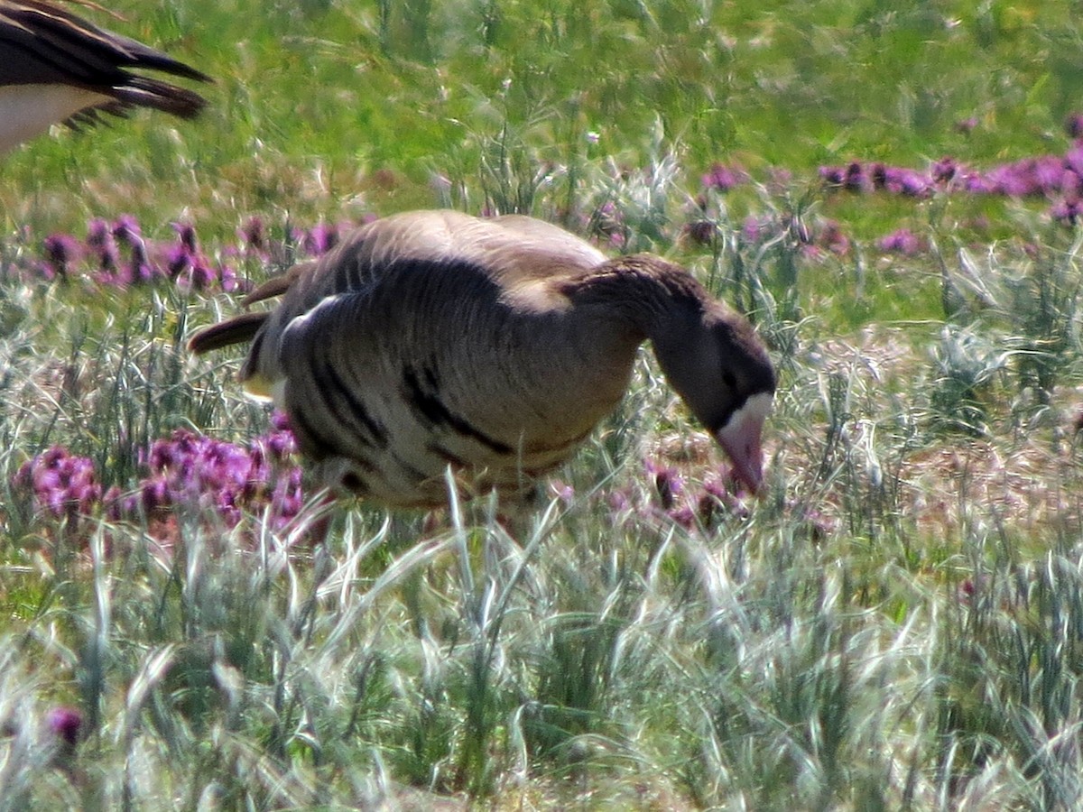 Greater White-fronted Goose - ML147492741