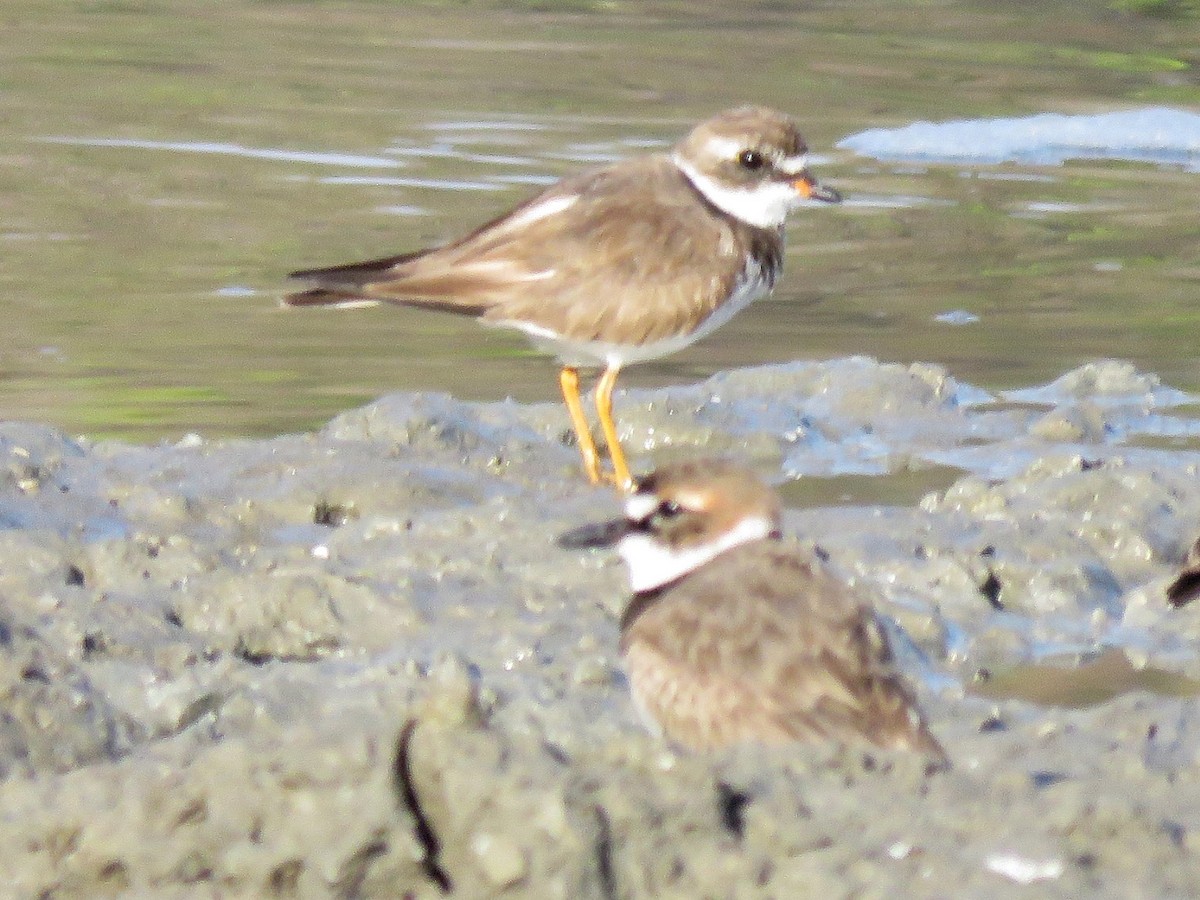 Semipalmated Plover - Gord Dubois