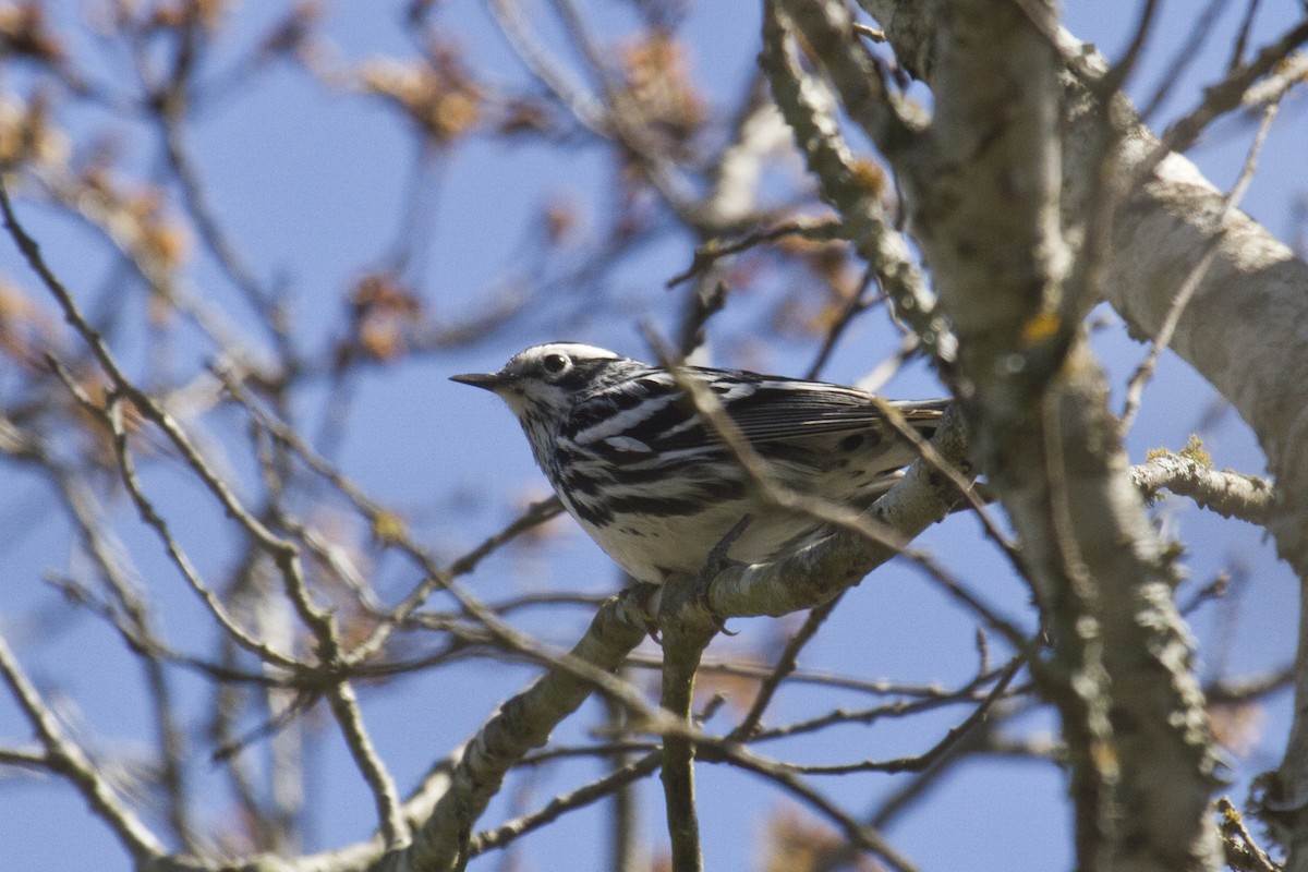 Black-and-white Warbler - ML147496421