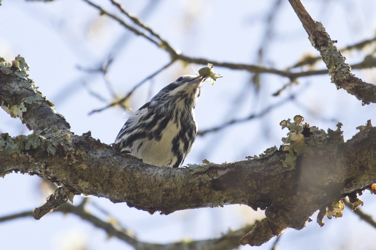 Black-and-white Warbler - ML147496441