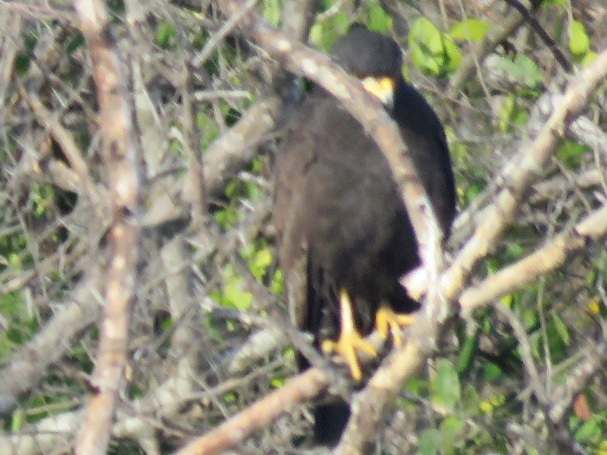 Common Black Hawk - Gord Dubois