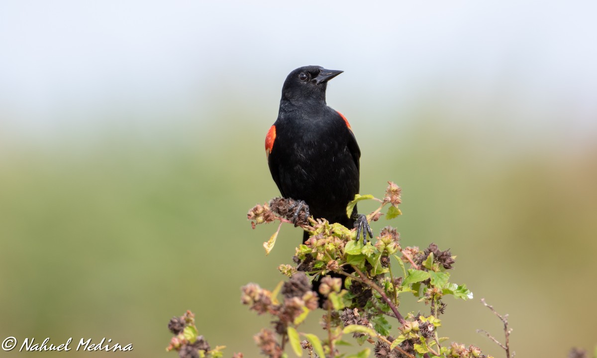 Red-winged Blackbird - Nahuel Medina