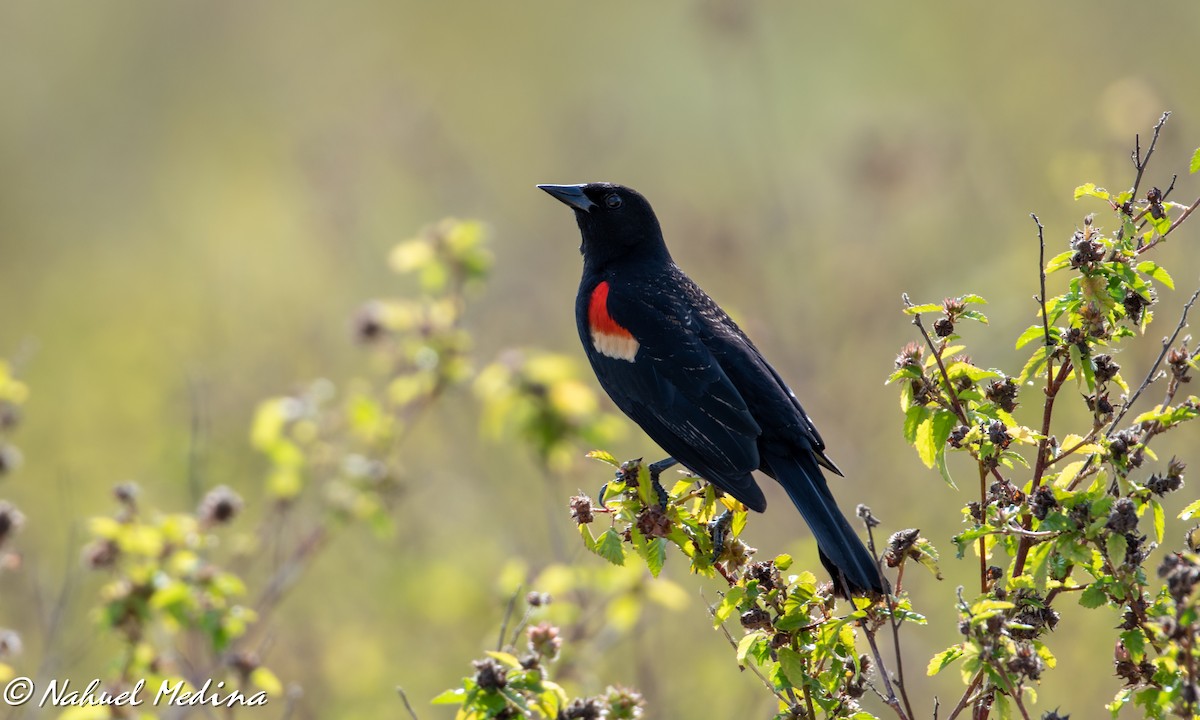 Red-winged Blackbird - Nahuel Medina