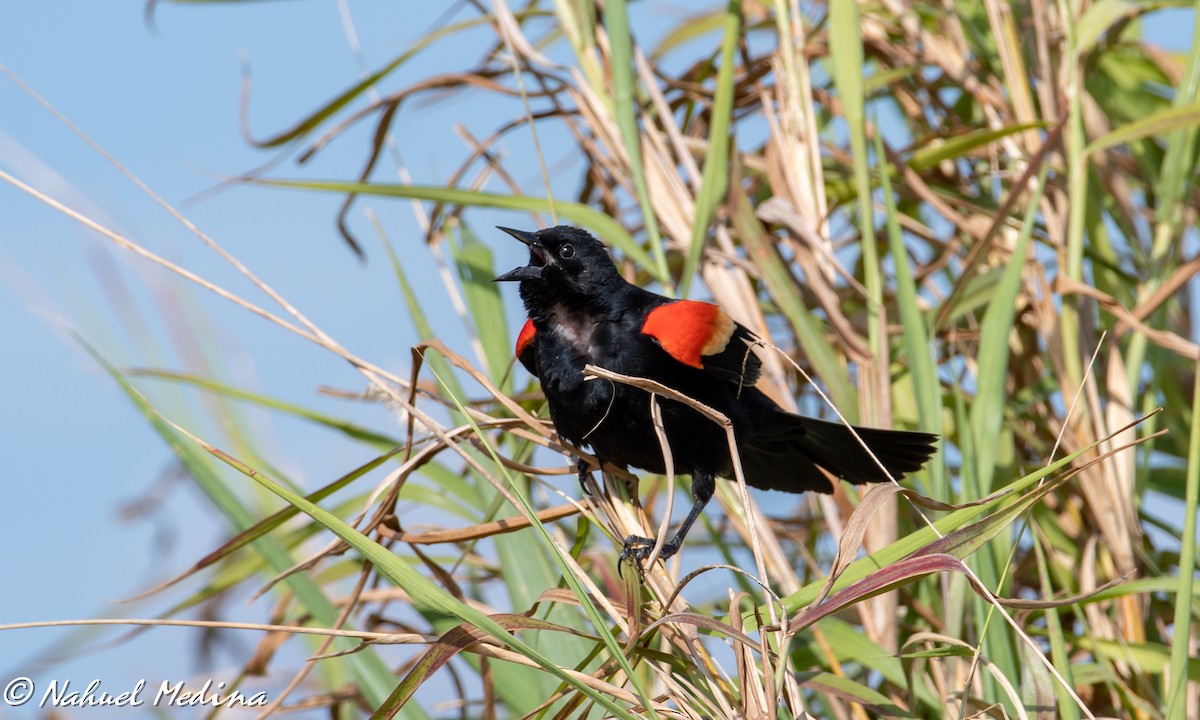 Red-winged Blackbird - ML147502011