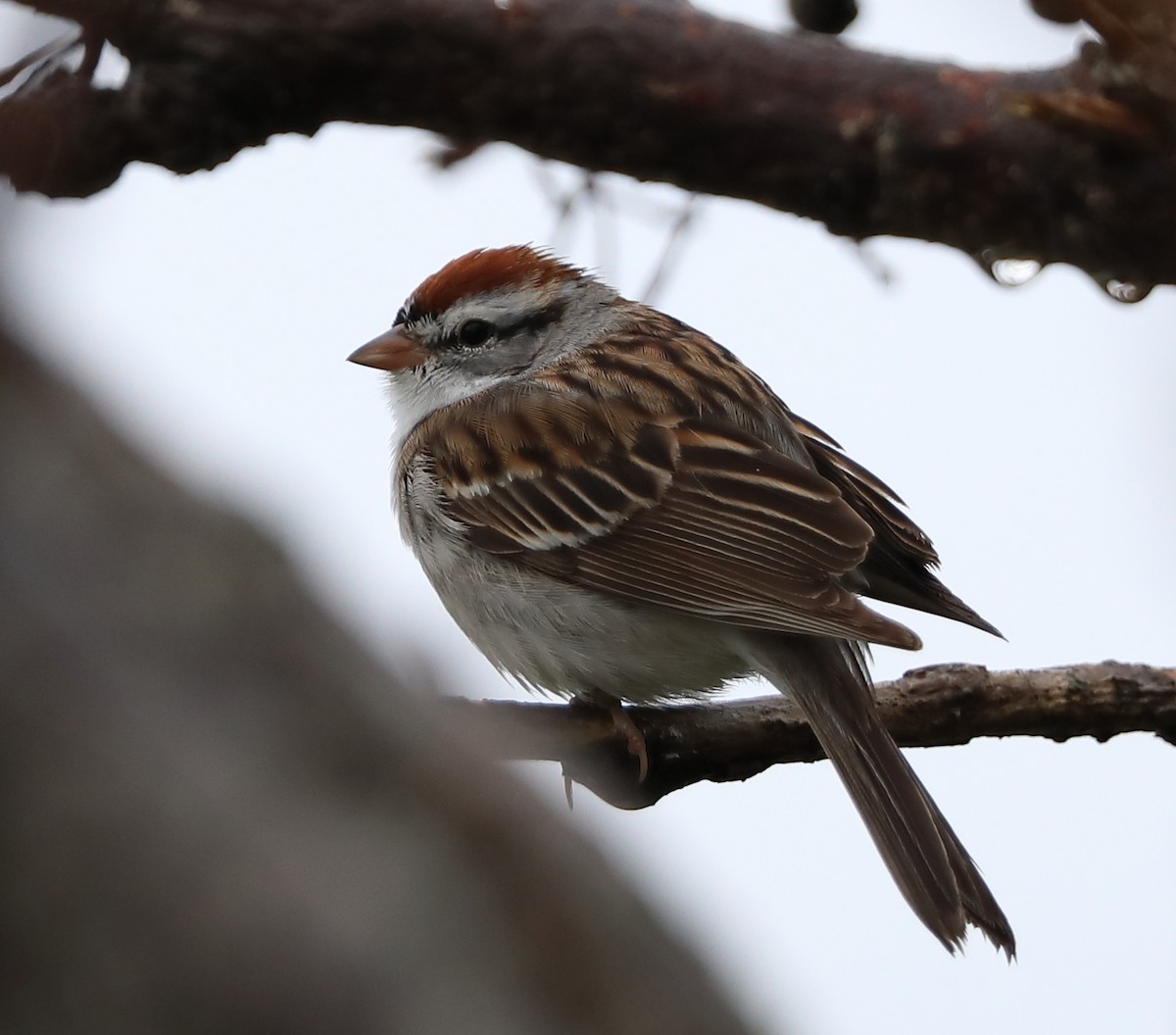 Chipping Sparrow - Richard Brewer