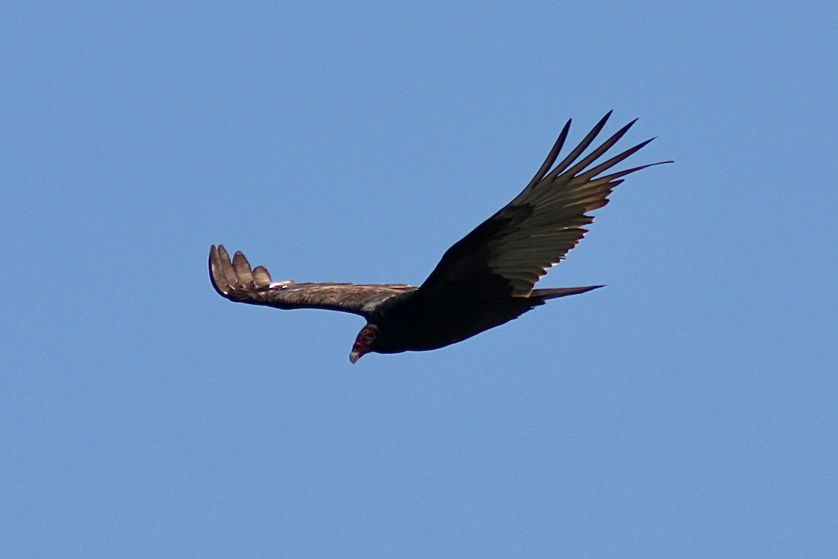 Turkey Vulture - David Simpson