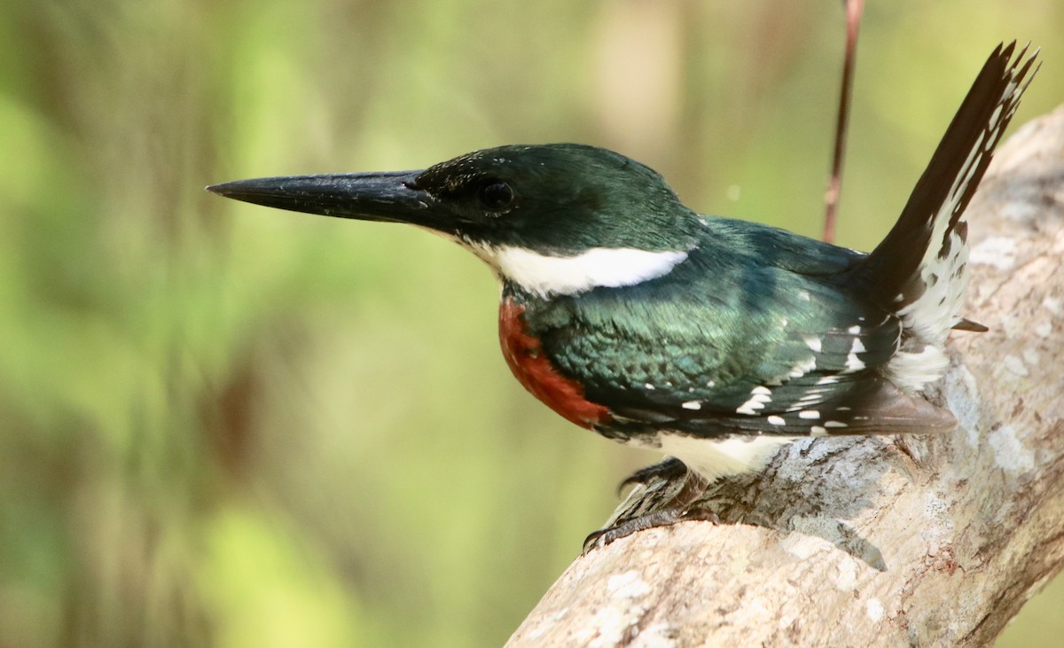 Green Kingfisher - Zebedee Muller