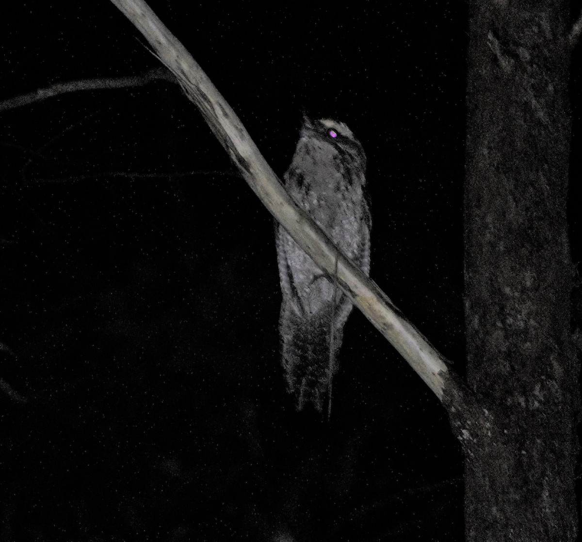 Marbled Frogmouth - ML147508131