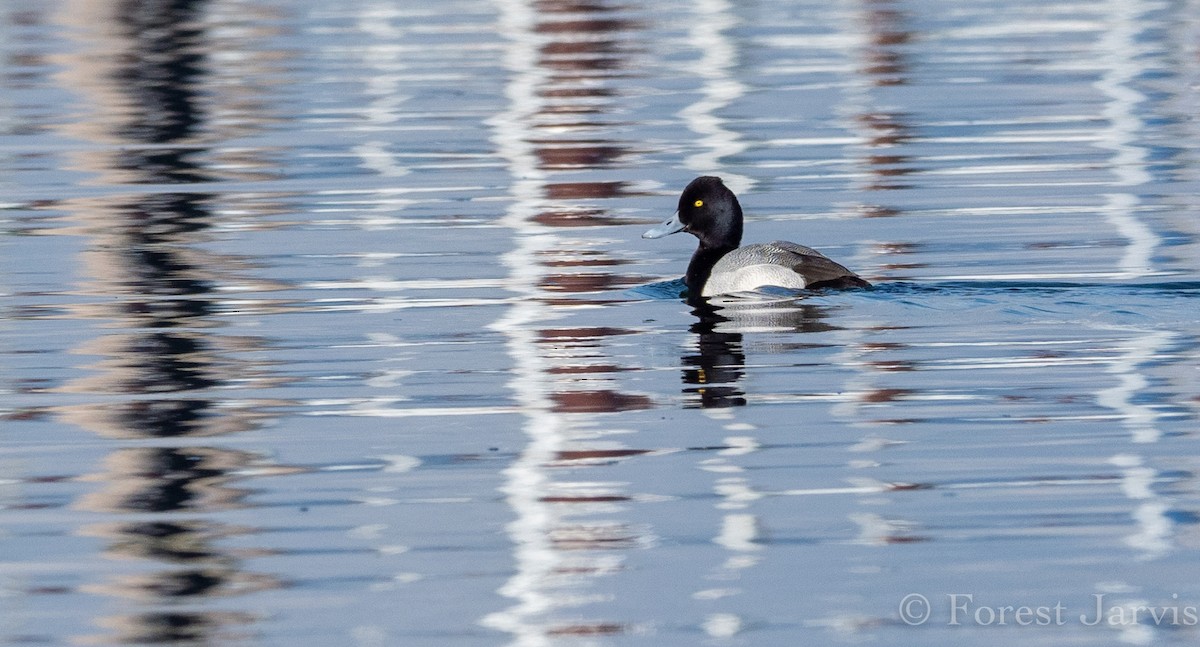 Lesser Scaup - Forest Botial-Jarvis