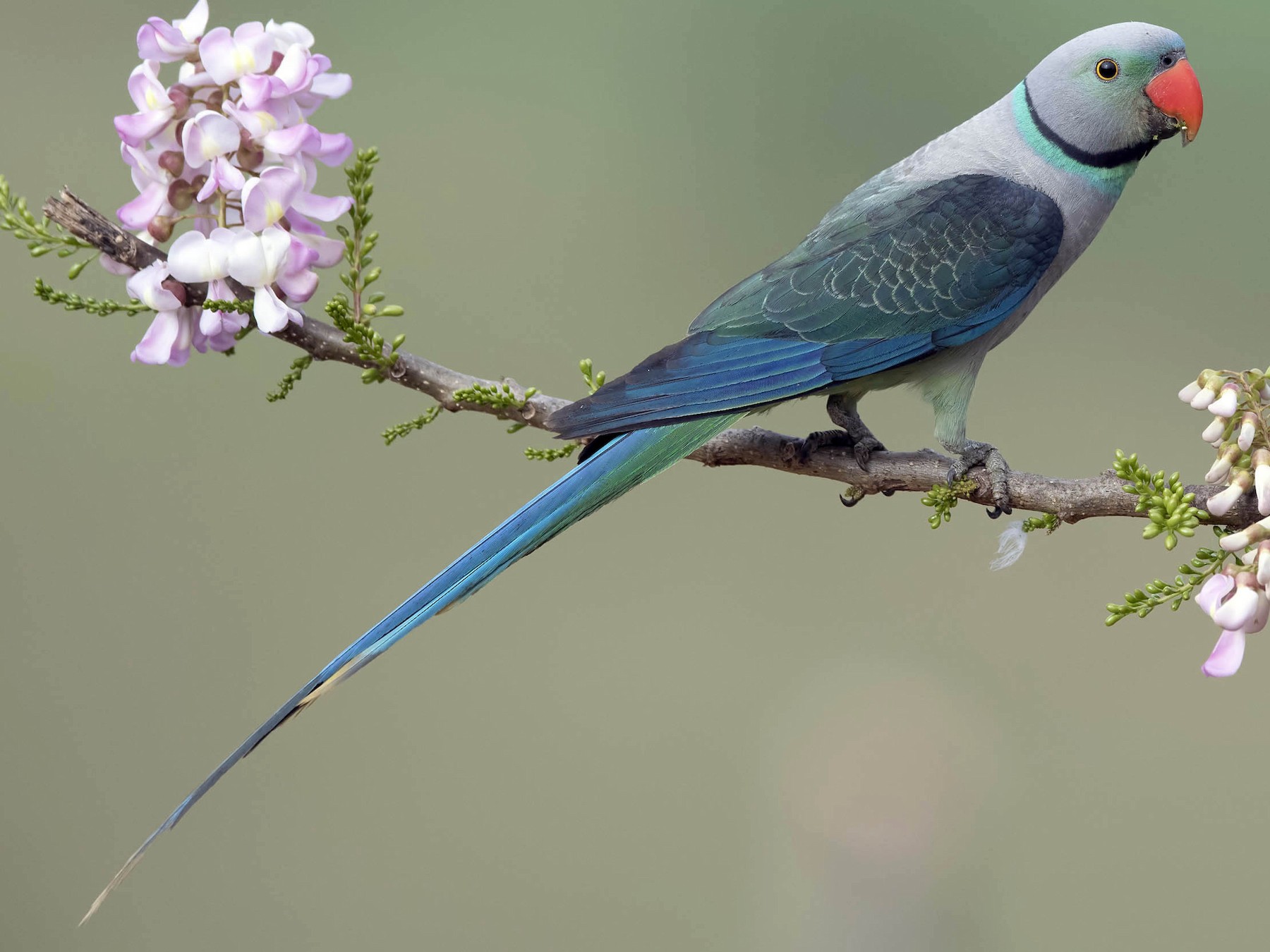 Parakeet bird store