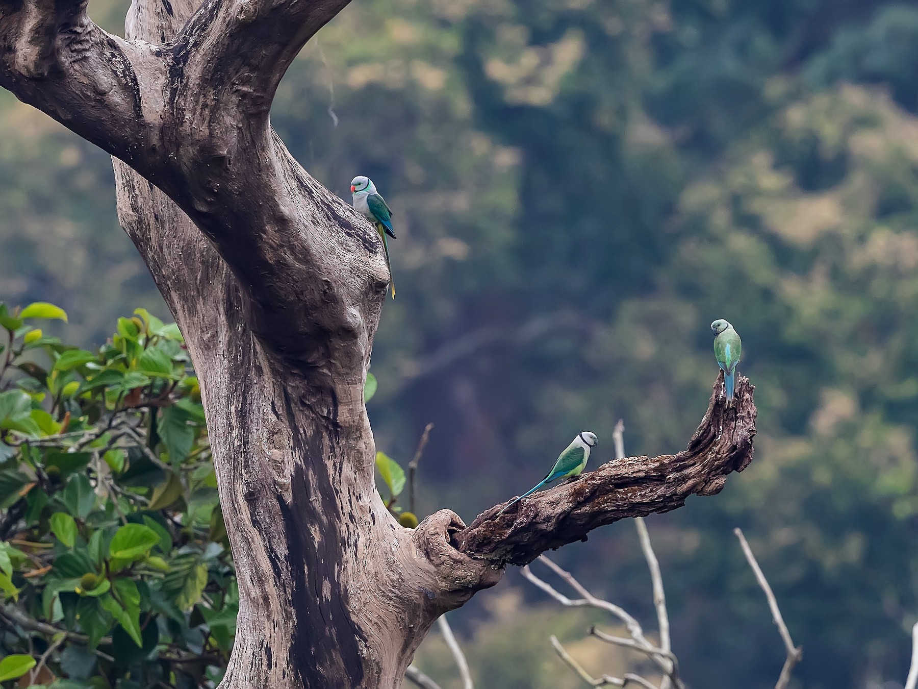 Malabar Parakeet - Stefan Hirsch