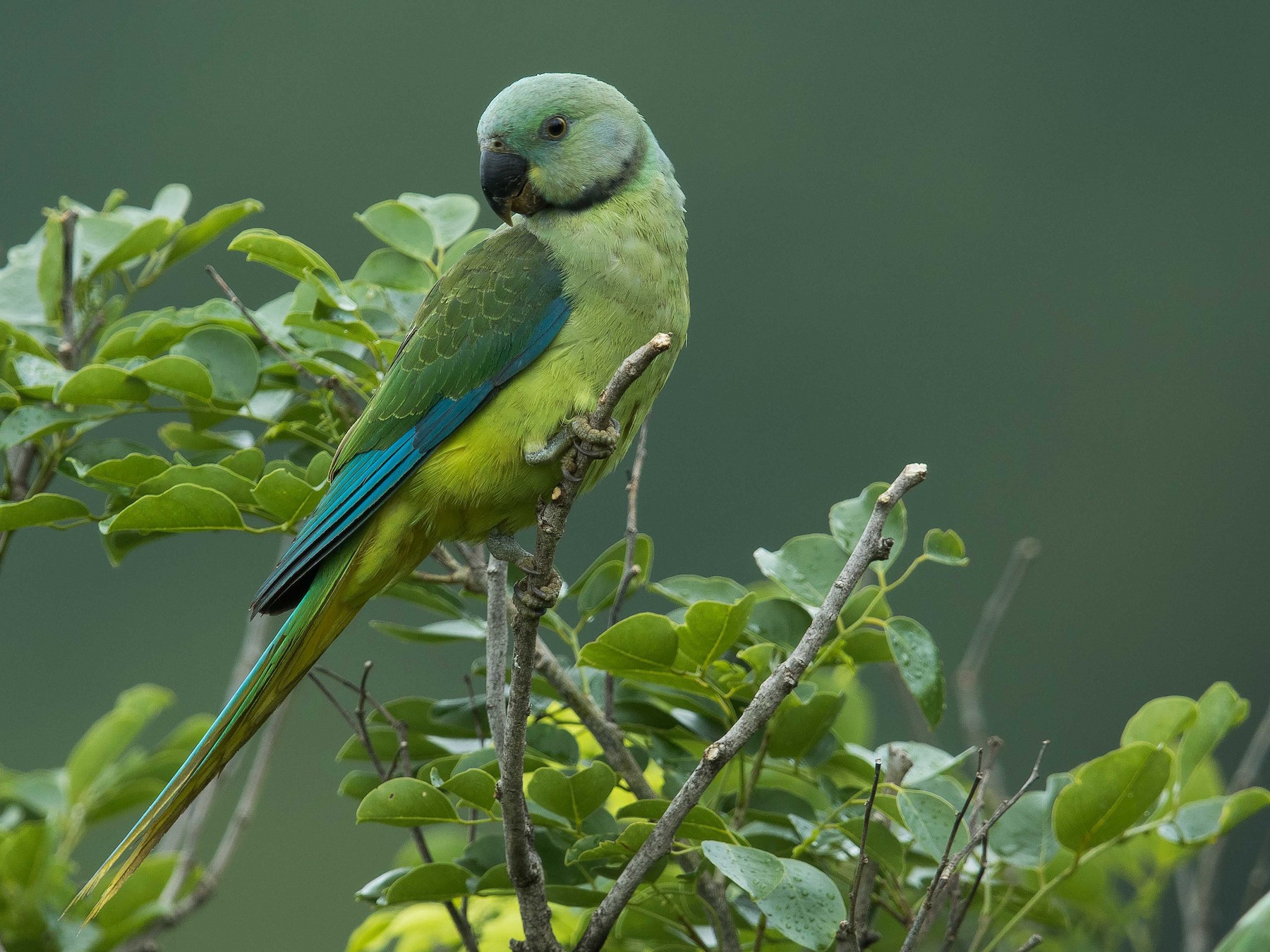 Malabar Parakeet - Rajinikanth Kasthuri