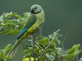 雌成鳥 - Rajinikanth Kasthuri - ML147508711