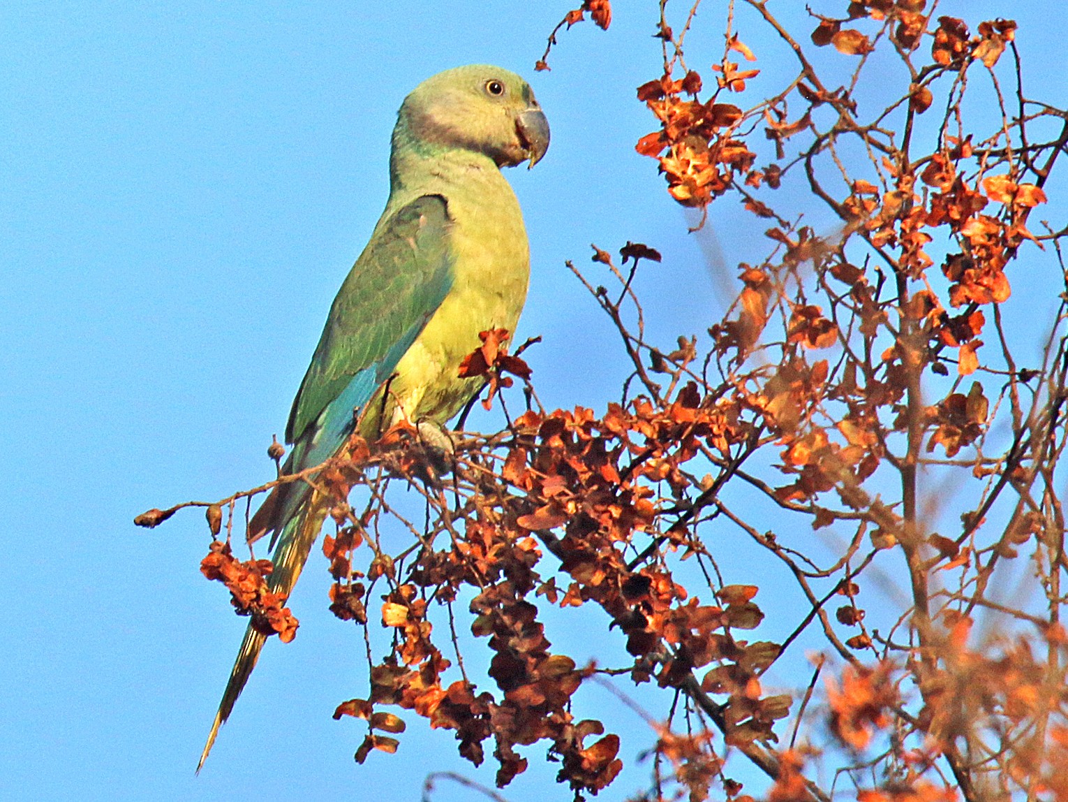 Malabar Parakeet - S S Suresh