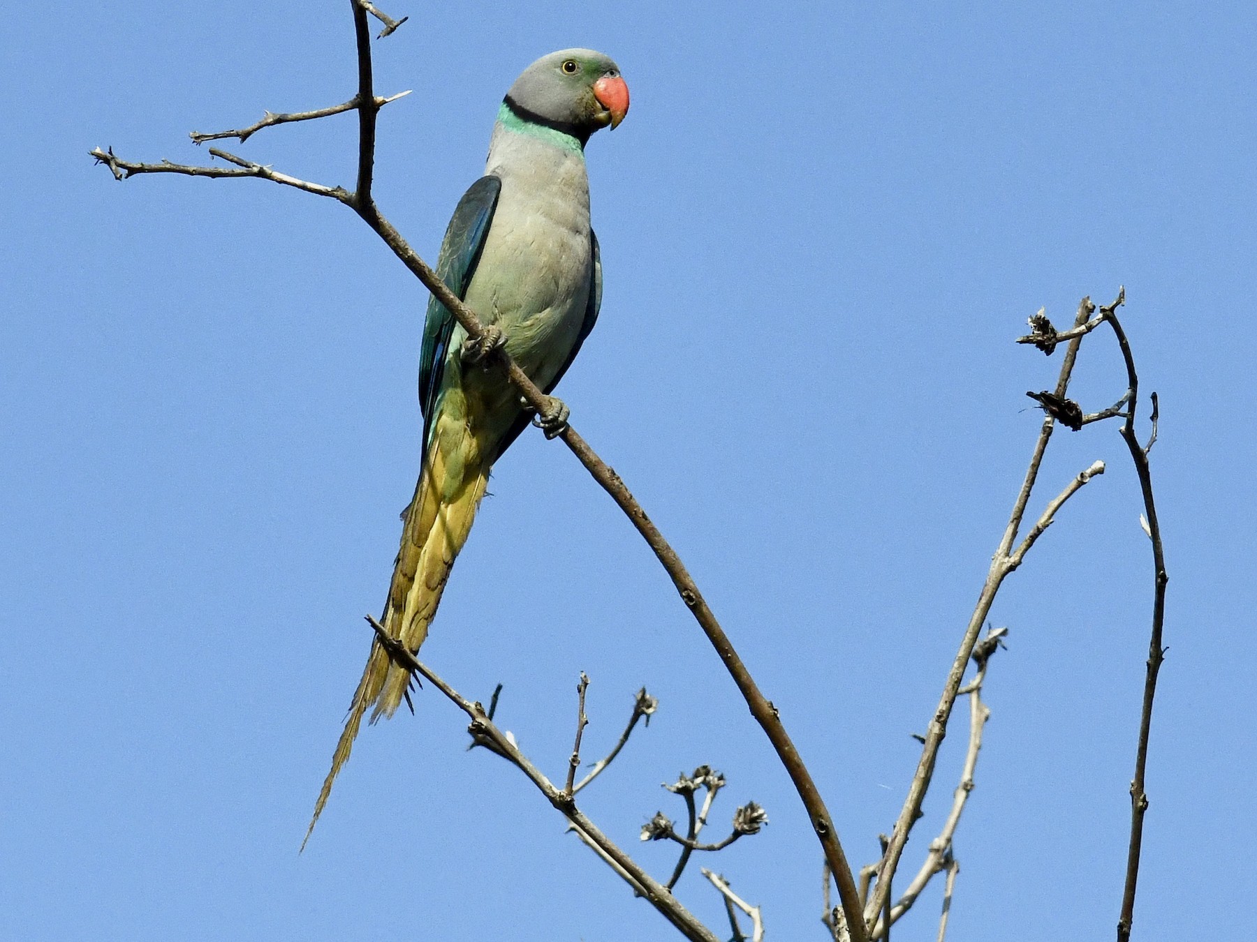 Malabar Parakeet - Alan Van Norman