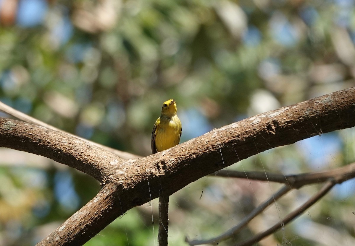 Yellow Warbler (Northern) - Dave Ebbitt
