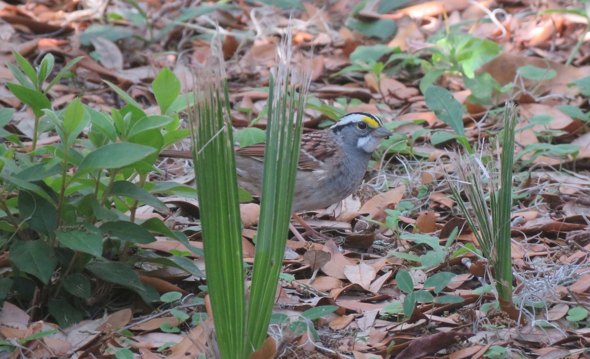 White-throated Sparrow - David LaGrange
