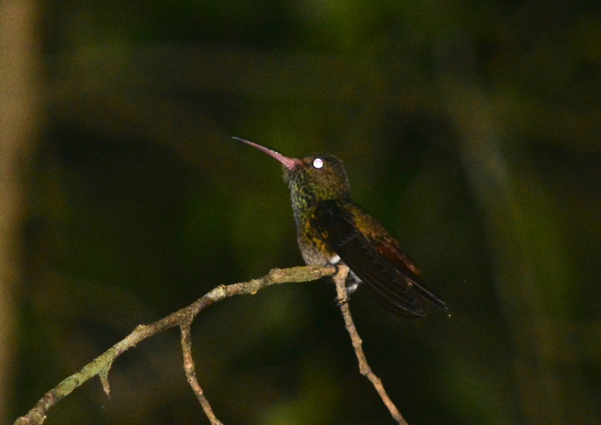 Rufous-tailed Hummingbird - Ryan Treves