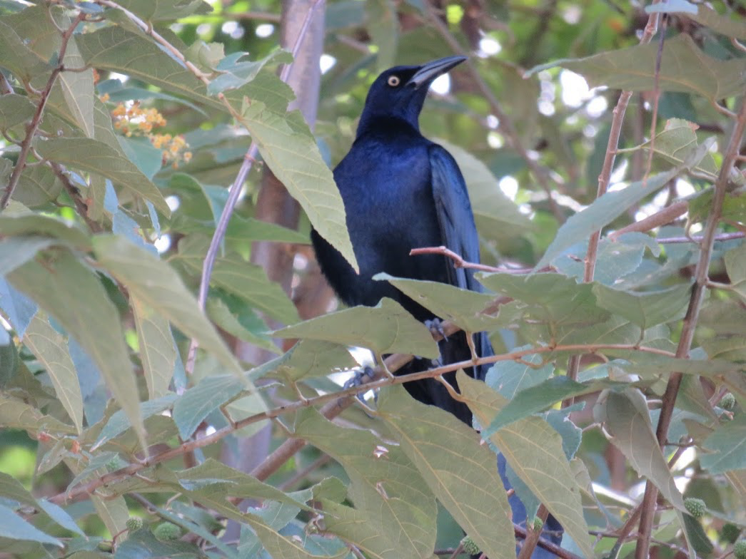 Great-tailed Grackle - Leon Hickok