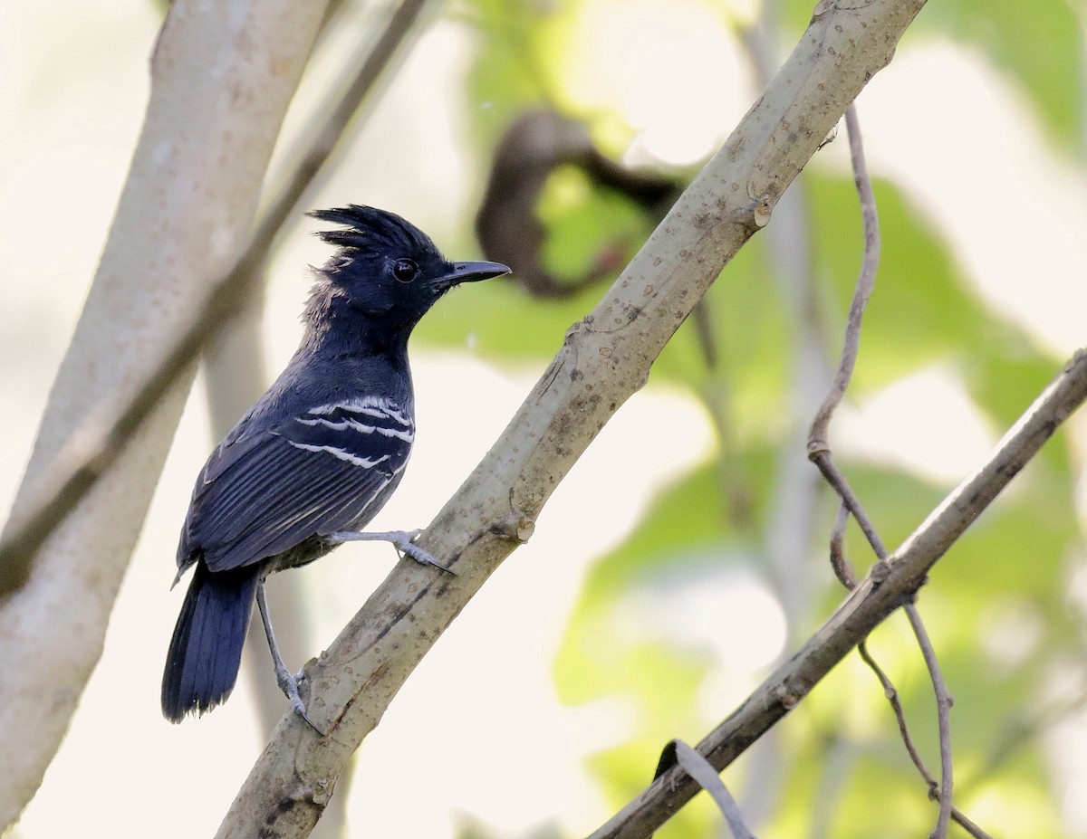 White-lined Antbird - ML147515811