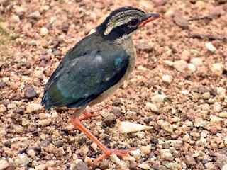  - Indian Pitta