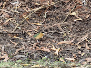  - Indian Pitta