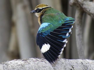  - Indian Pitta