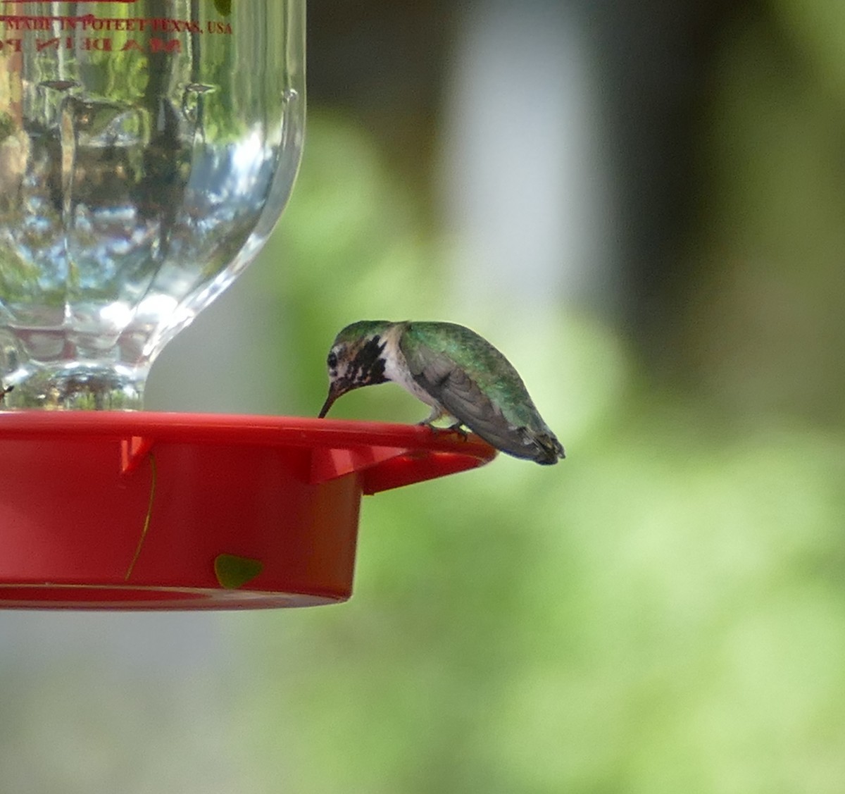 Calliope Hummingbird - ML147516901