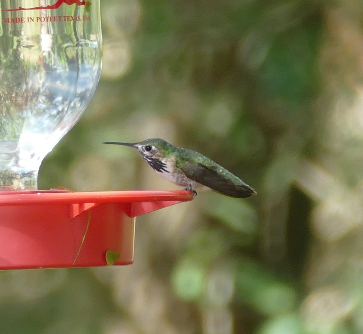 Calliope Hummingbird - ML147516971