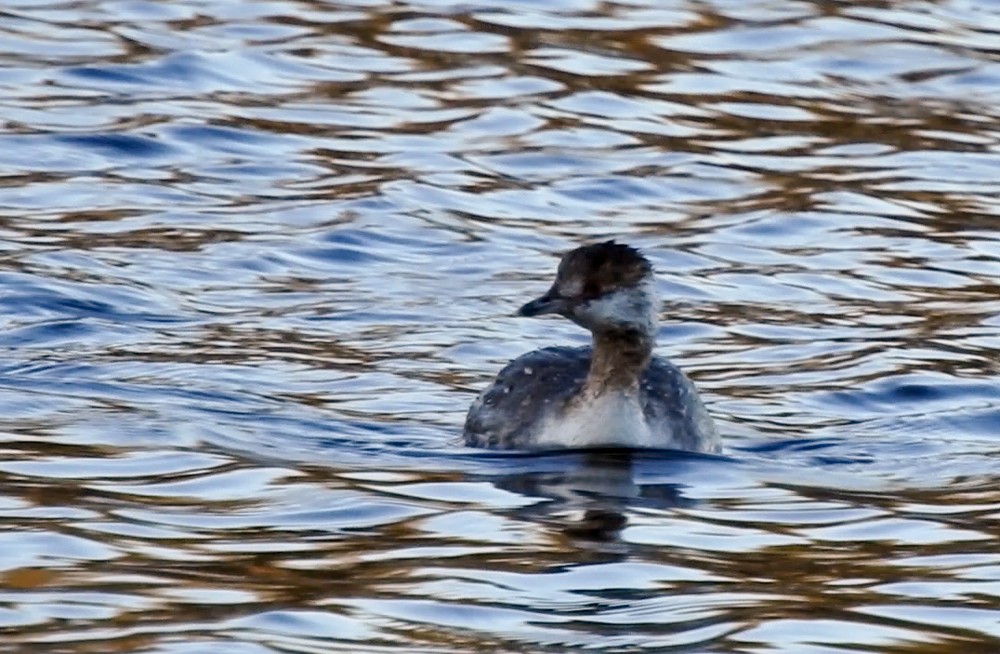 Horned Grebe - Carena Pooth