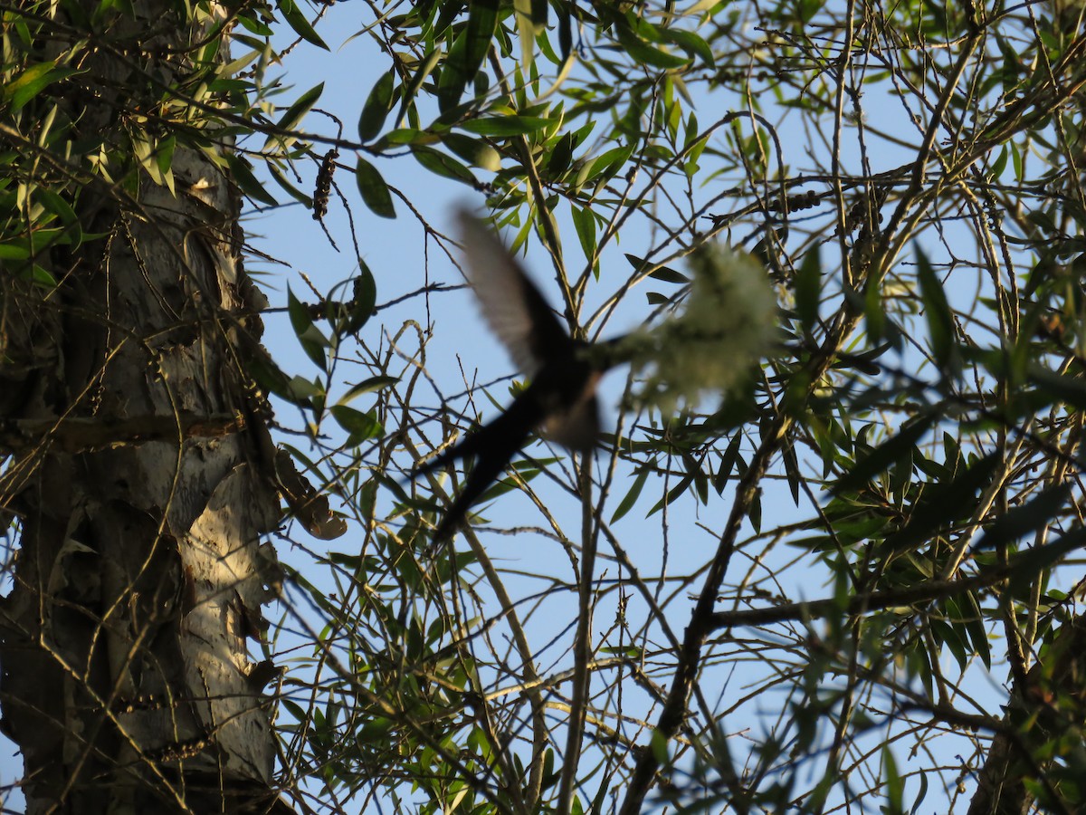 Swallow-tailed Hummingbird - ML147518301