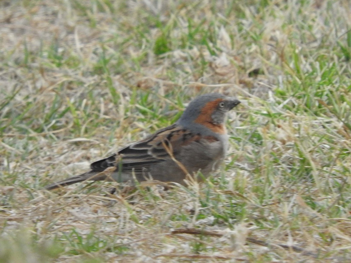 Kenya Rufous Sparrow - ML147519821