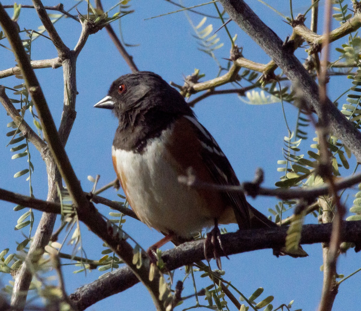 Spotted Towhee - ML147520021