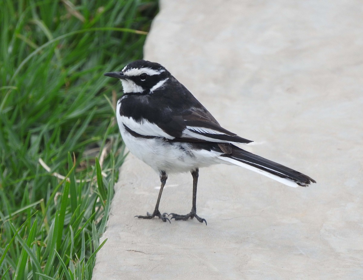 African Pied Wagtail - ML147523251