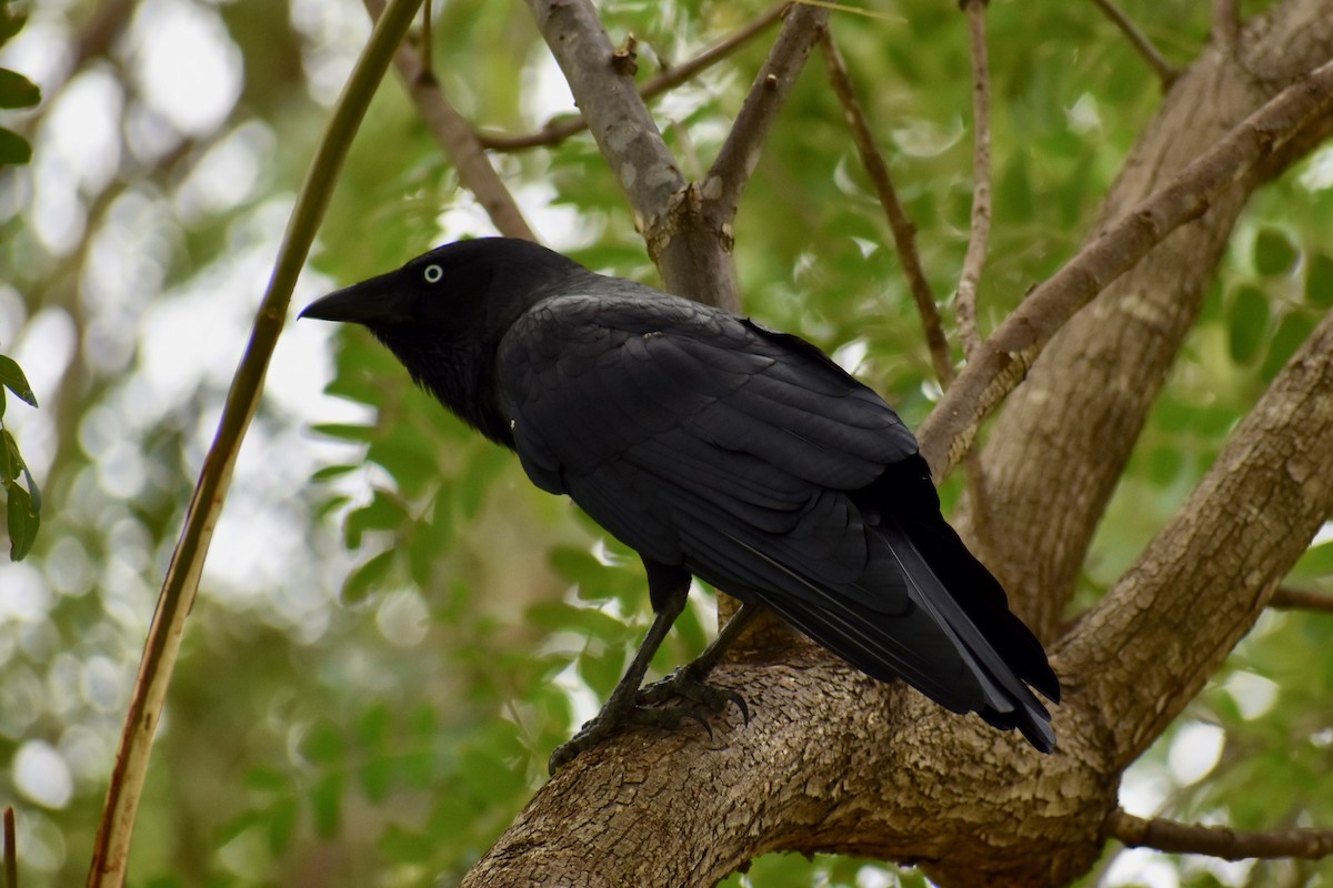 Australian Raven - Lance Rathbone