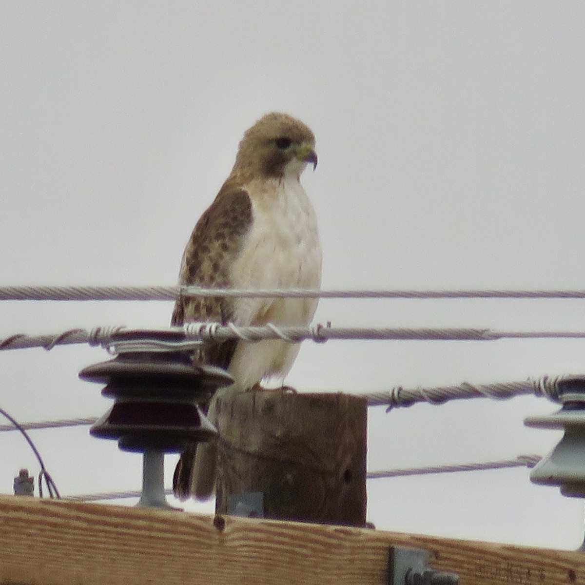 Red-tailed Hawk - ML147526621